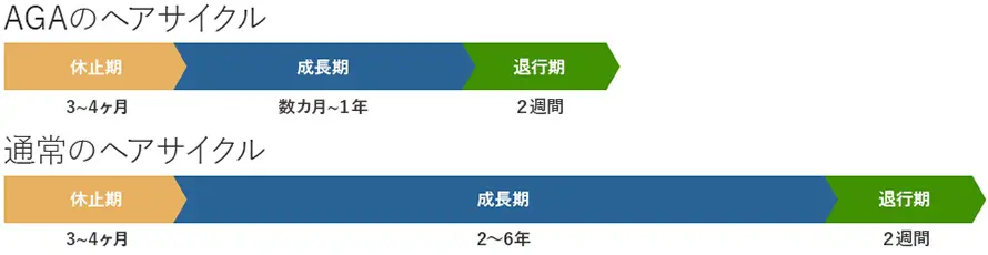 髪の細胞の分裂回数は決まっている
