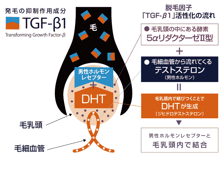抜け毛の原因①男性ホルモン