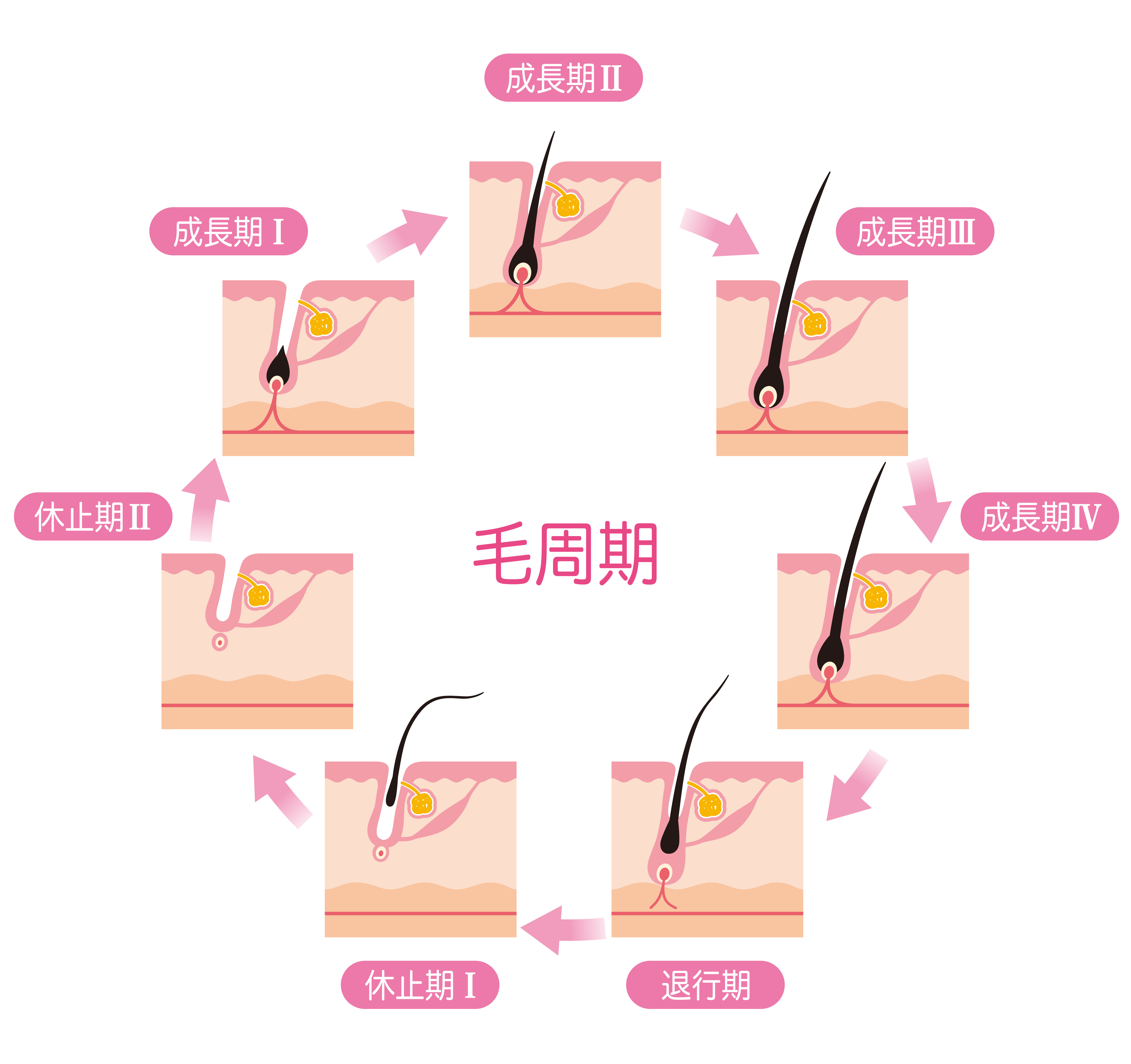 毛周期への悪影響