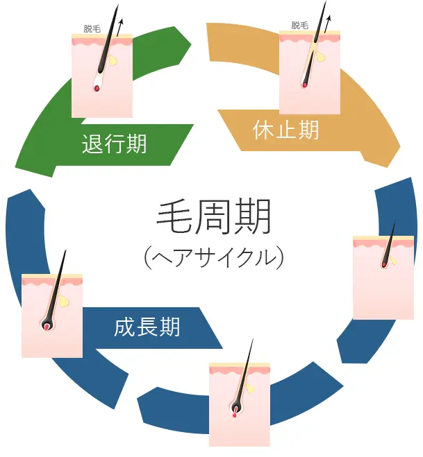 健康な髪の寿命は？