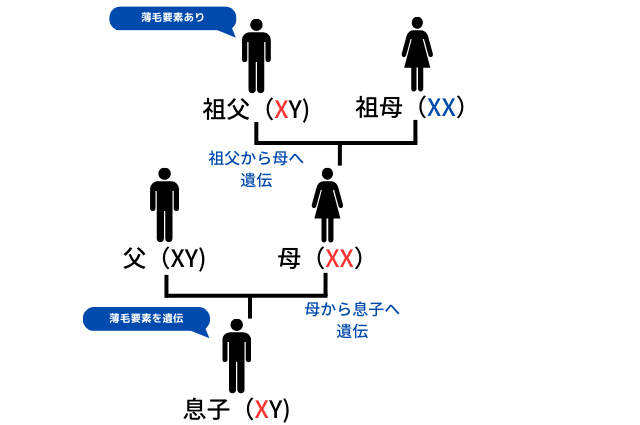 AGAになりやすい人