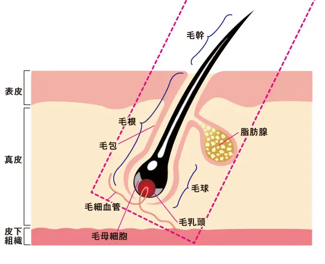 自毛植毛の仕組み