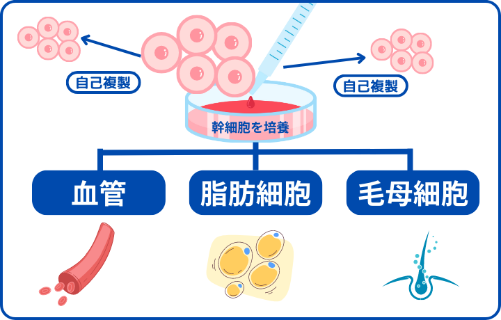 幹細胞治療について