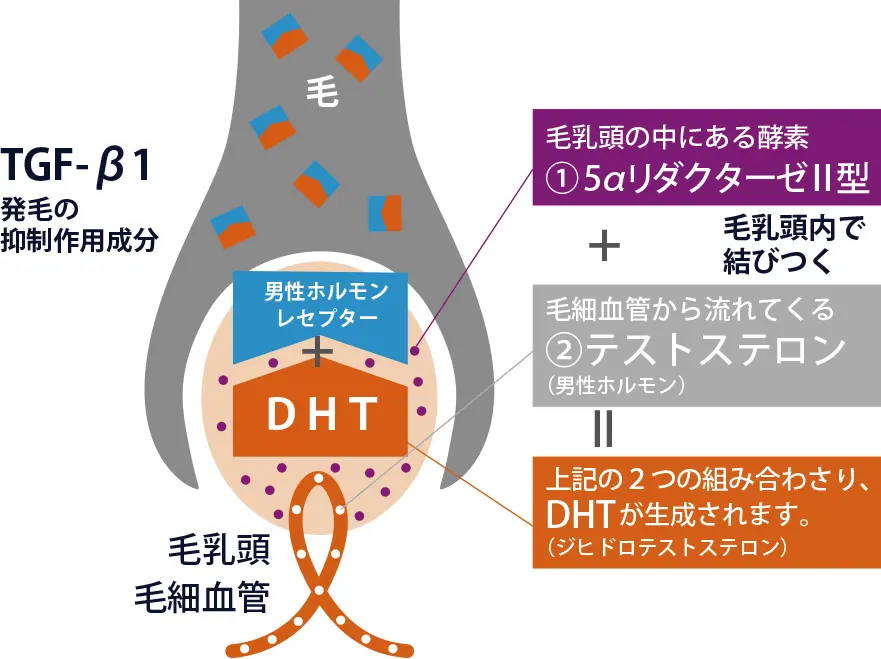 薄毛の原因とは